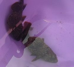 久しぶりの穴釣り