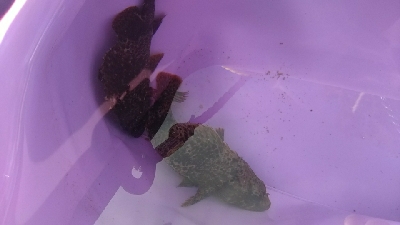 久しぶりの穴釣り