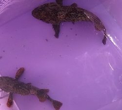 連チャンでガシラ釣り