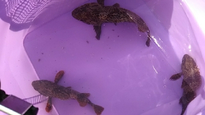 連チャンでガシラ釣り