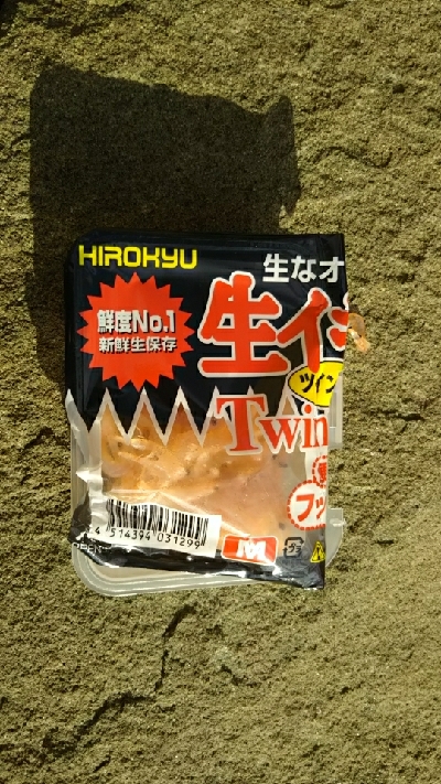 グレ釣りでまさかの尺越え（笑)