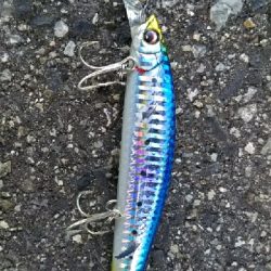 青物狙いのはずが…