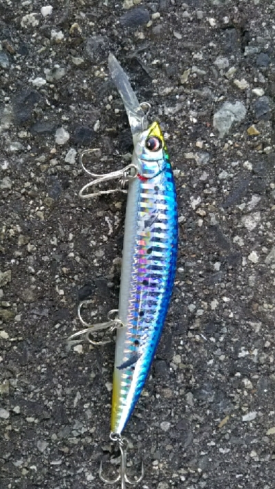 青物狙いのはずが…