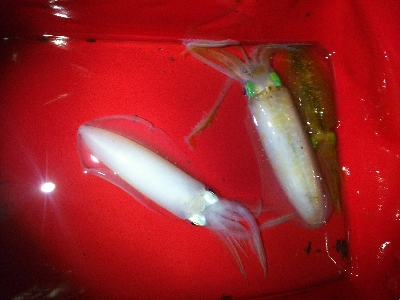 今秋五回目の釣行にて、初ゲットです。