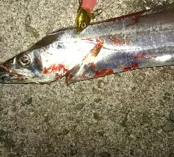 烏賊 厳しく❗浮気❕