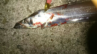 烏賊 厳しく❗浮気❕