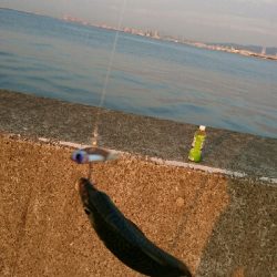 サバ、サバ、サバ