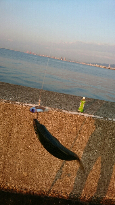 サバ、サバ、サバ