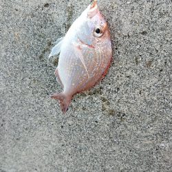 浦戸大橋付近の砂浜の突堤にて