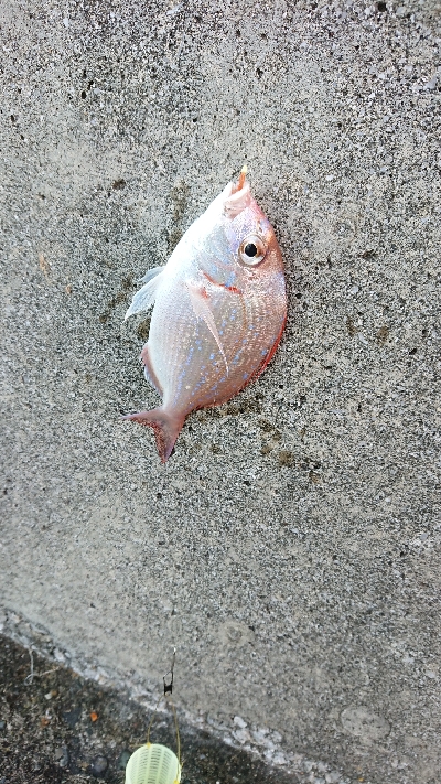 浦戸大橋付近の砂浜の突堤にて