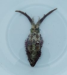 台風通過後のエギング