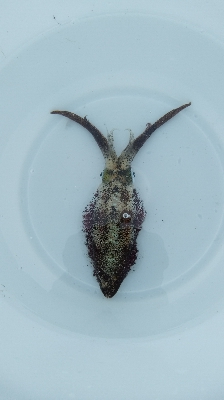 台風通過後のエギング