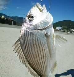 ヘダイ、キス、オオモンハタ