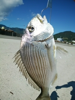 ヘダイ、キス、オオモンハタ
