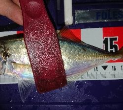 マメージングからの解放