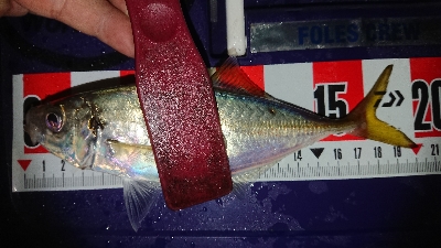 マメージングからの解放