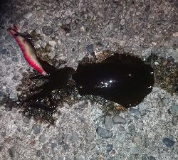 サイトエギング