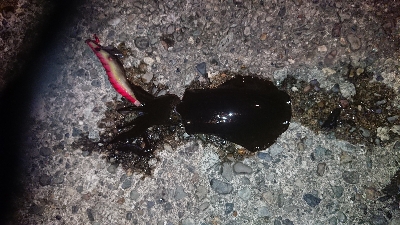 サイトエギング