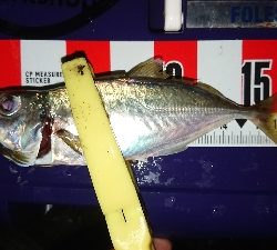 デカイのきたー