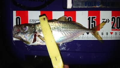 デカイのきたー