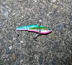 ヒラスズキ・タチウオ