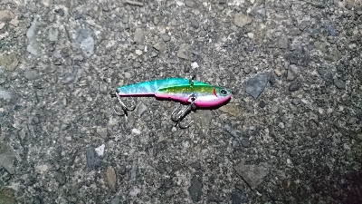 ヒラスズキ・タチウオ