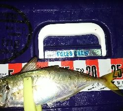 アジングいまいち