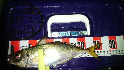 アジングいまいち