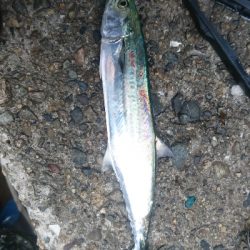 シーズン初サゴシ