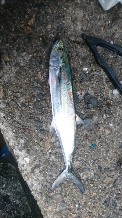 シーズン初サゴシ