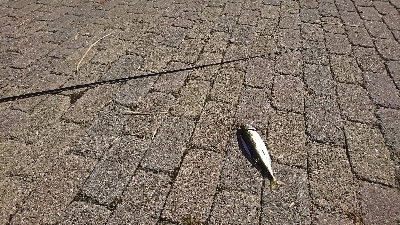 ジギングでサバゲー