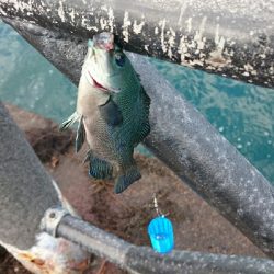 アジよ どうした!!