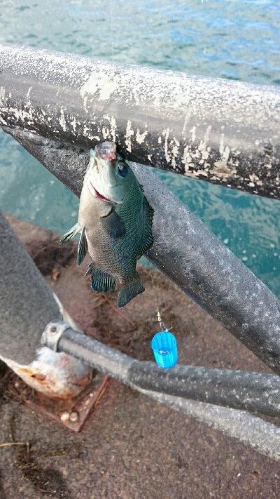 アジよ どうした！！