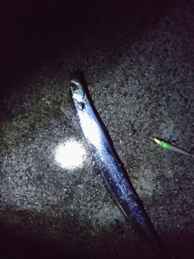 癒し系のサゴシ