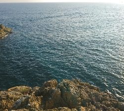 大物釣れました