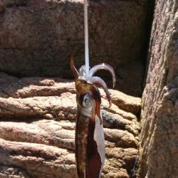 休みのエギング