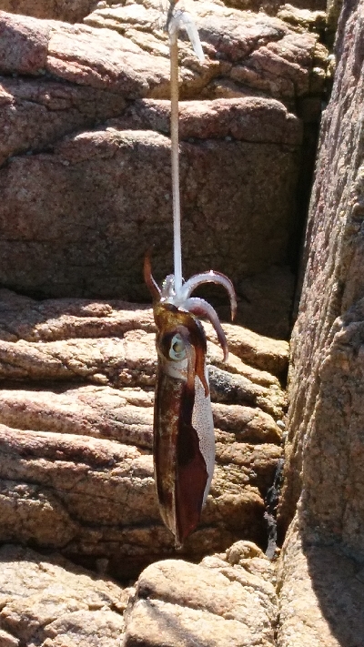 休みのエギング