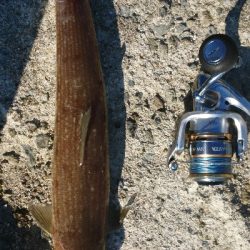 青物何処に行った