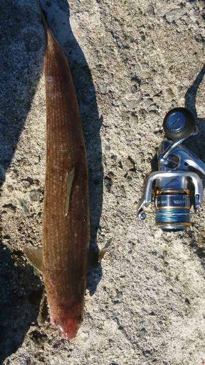 青物何処に行った