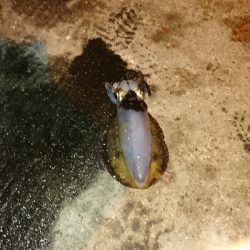 僕より嫁が釣る