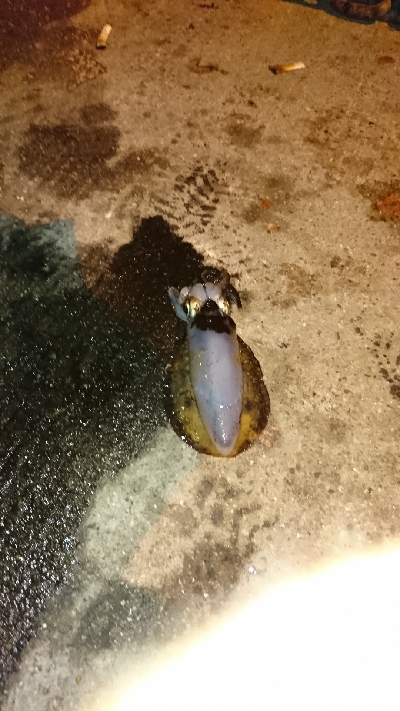 僕より嫁が釣る