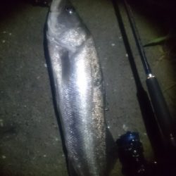 仁淀川河口 シーバス