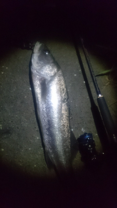 仁淀川河口 シーバス