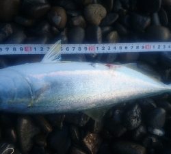 早朝サーフショアジギング