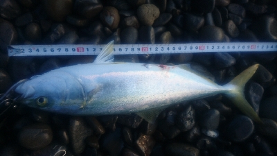 早朝サーフショアジギング