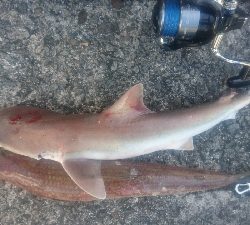 須崎野見漁港 ライトショアジギング