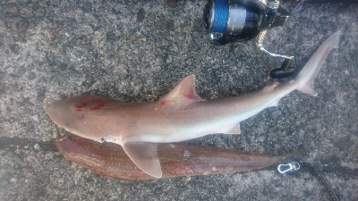 須崎野見漁港 ライトショアジギング