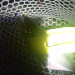 デカアジは、どこに