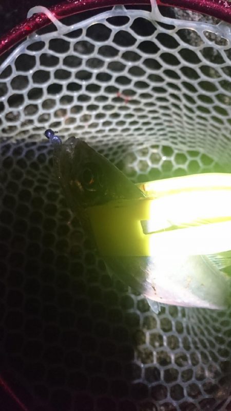 デカアジは、どこに