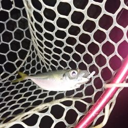 メバルの始まりか？